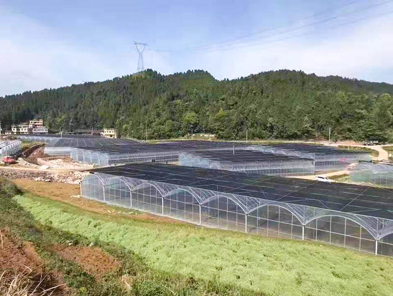連棟薄膜溫室
